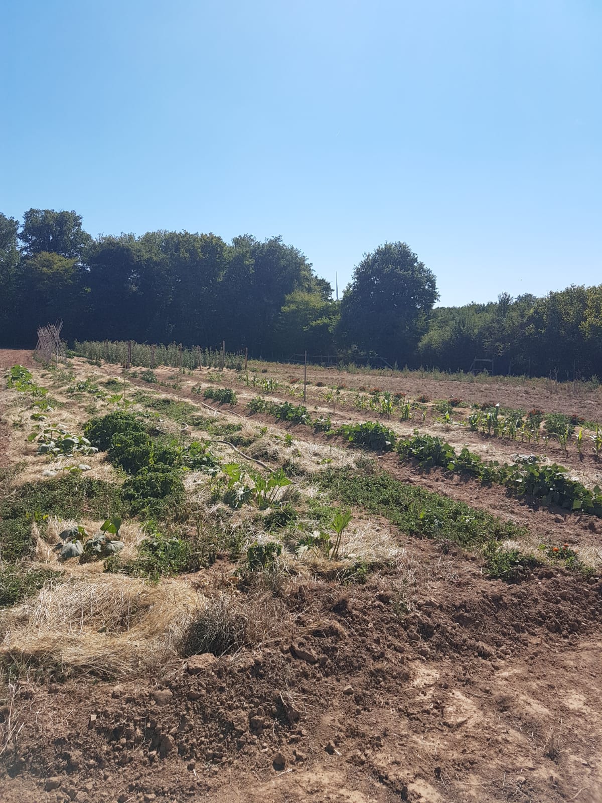 La préparation du jardin du LVA la P'tite Oasis