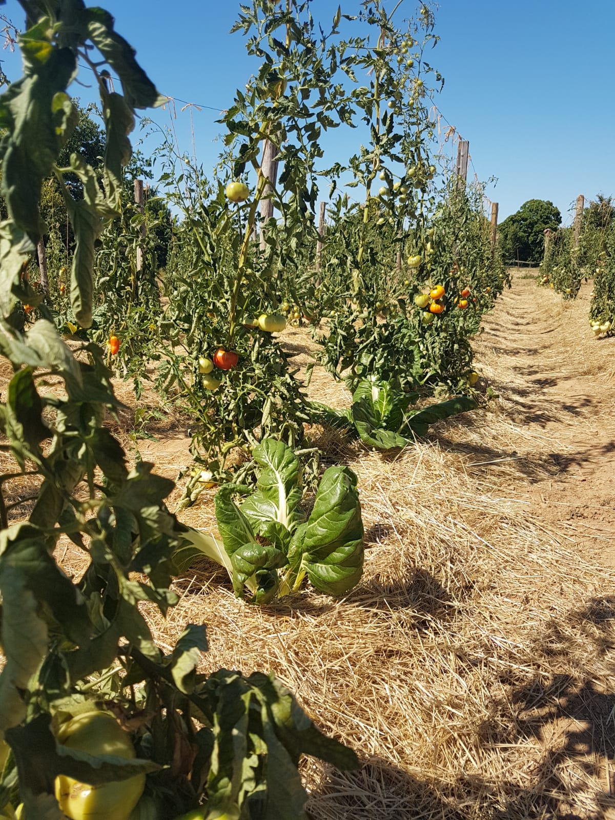 Les tomates du LVA la P'tite Oasis